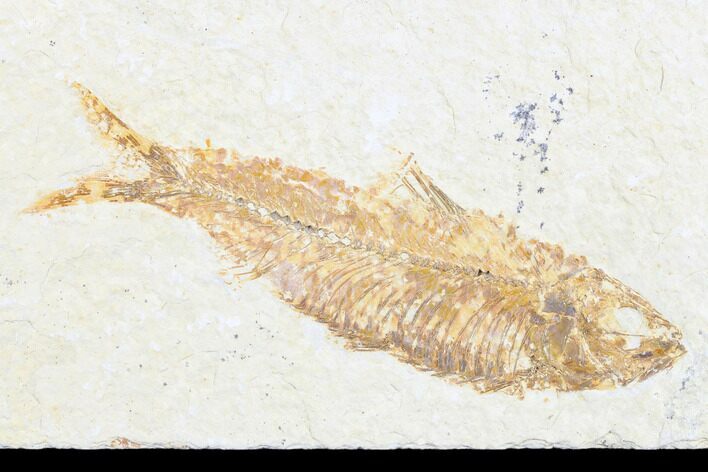 Detailed Fossil Fish (Knightia) - Wyoming #173740
